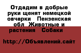 Отдадим в добрые руки щенят немецкой овчарки - Пензенская обл. Животные и растения » Собаки   